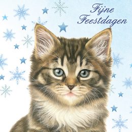 Franciens Katten kerstboxje BOSKITTENS MET DENNETAK EN STERREN