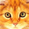 FvW_CloseUpKaartWallet_1