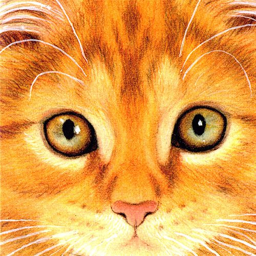 FvW_CloseUpKaartWallet_1