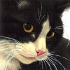 FvW_CloseUpKaartWallet_2
