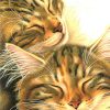 FvW_CloseUpKaartWallet_3