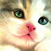 FvW_CloseUpKaartWallet_4