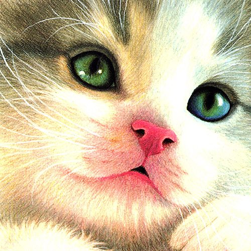 FvW_CloseUpKaartWallet_4