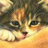 FvW_CloseUpKaartWallet_5